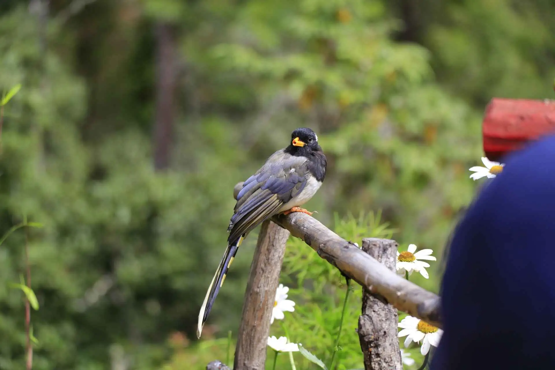 A bird seated on a wooden bar in spring season in Bhutan