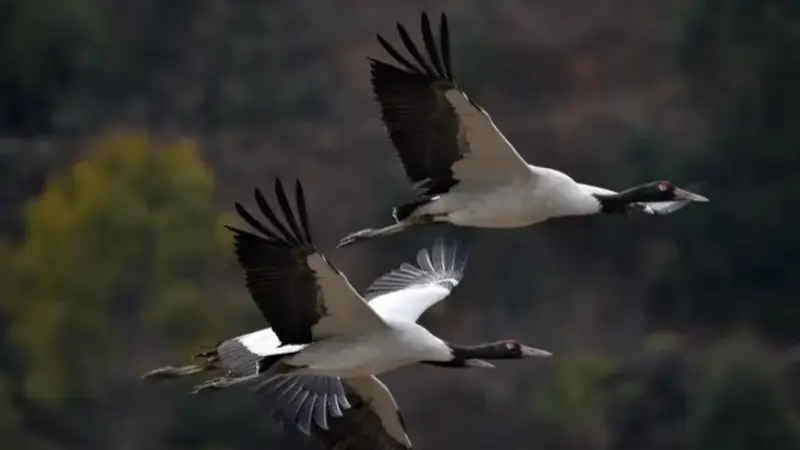 Black Necked Cranes Flying in the skies of Bhutan