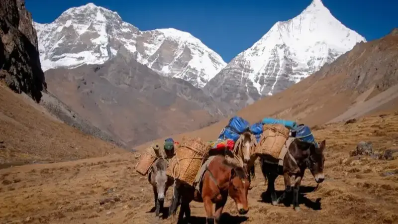 Horses carrying loads through a trekking route in the mountains of Bhutan