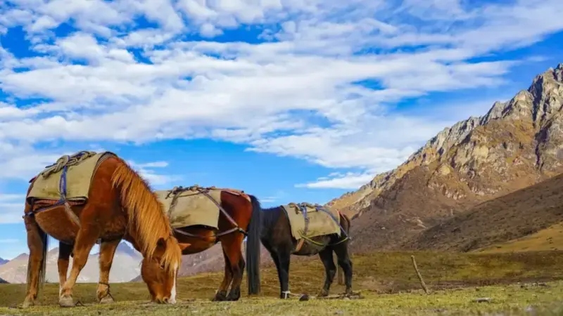 Horses eating grass