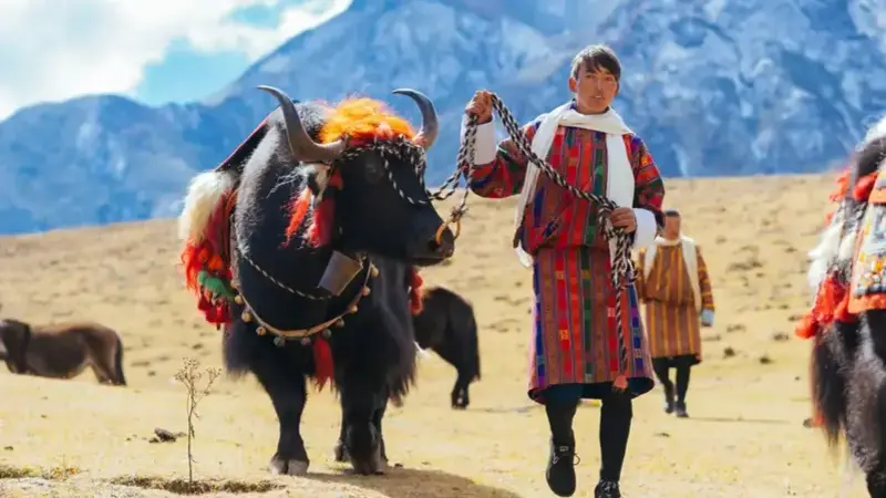 Man holding a decorated Yak at the Royal Highland Festival in Bhutan