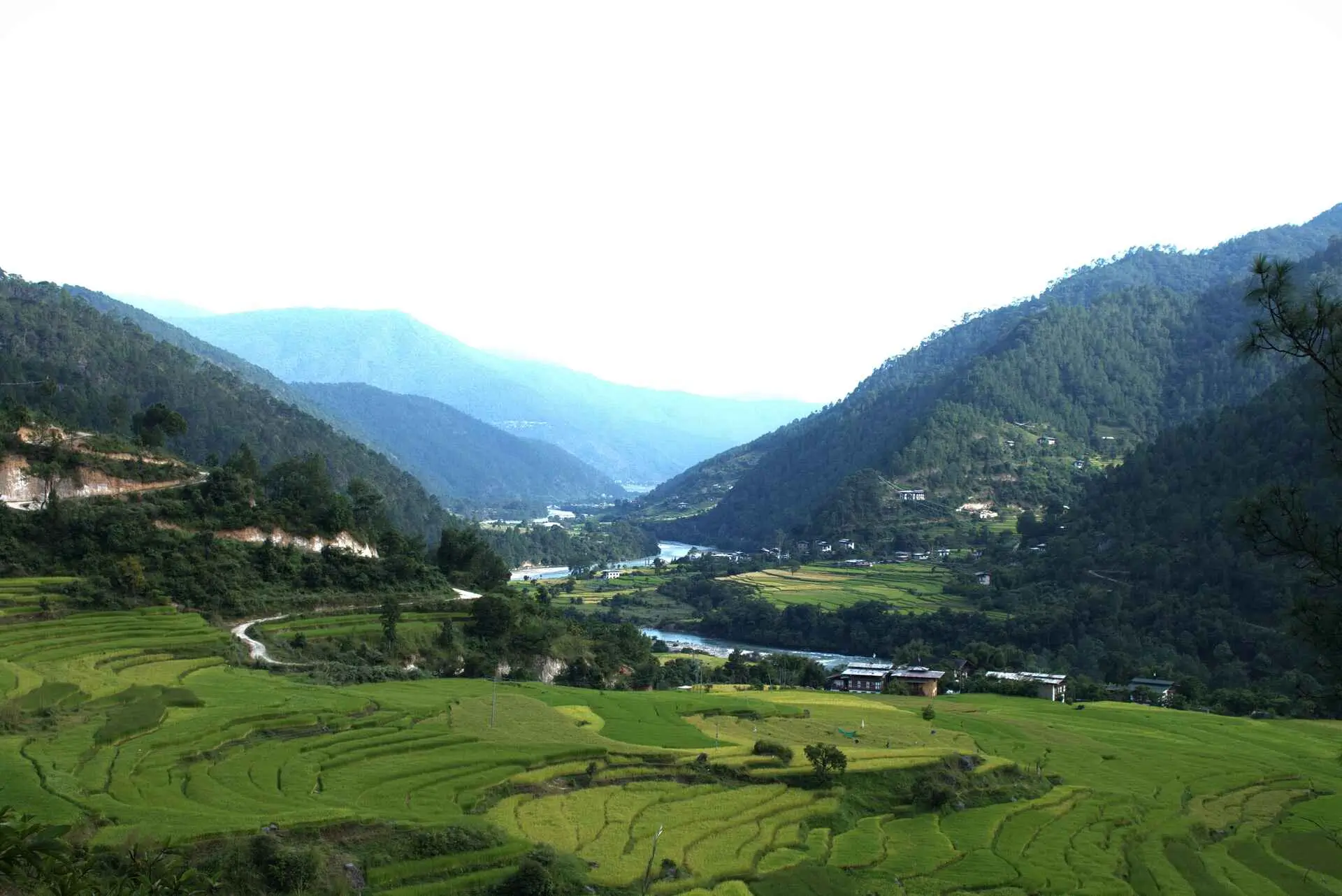 Green and Mushy Fields of Bhutan in Summer