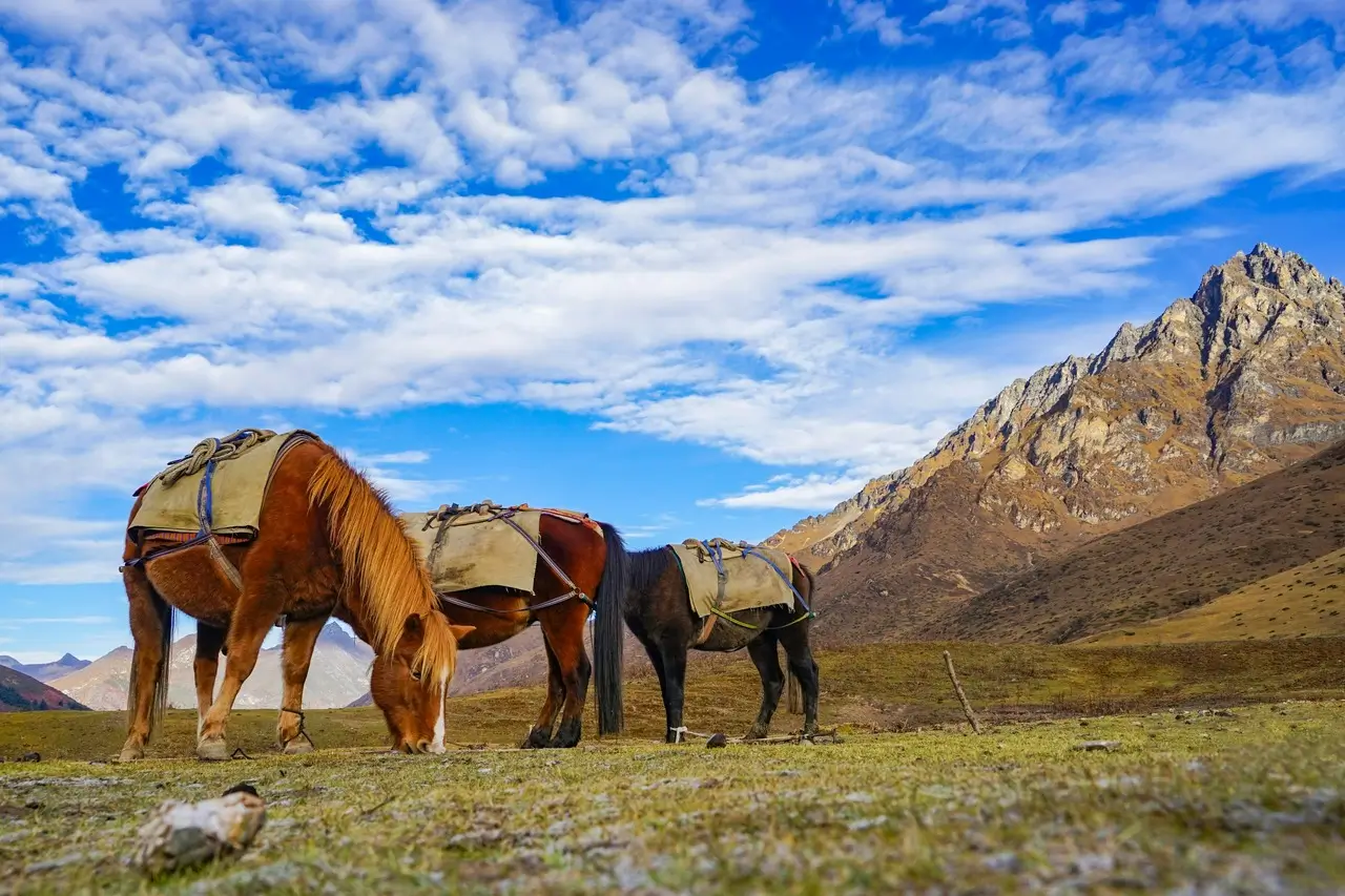 Picture of three horses eating grass