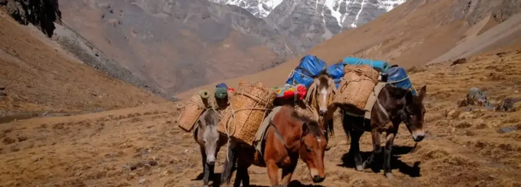 Pack horses carrying camping equipment up the Bumdra trail above Paro