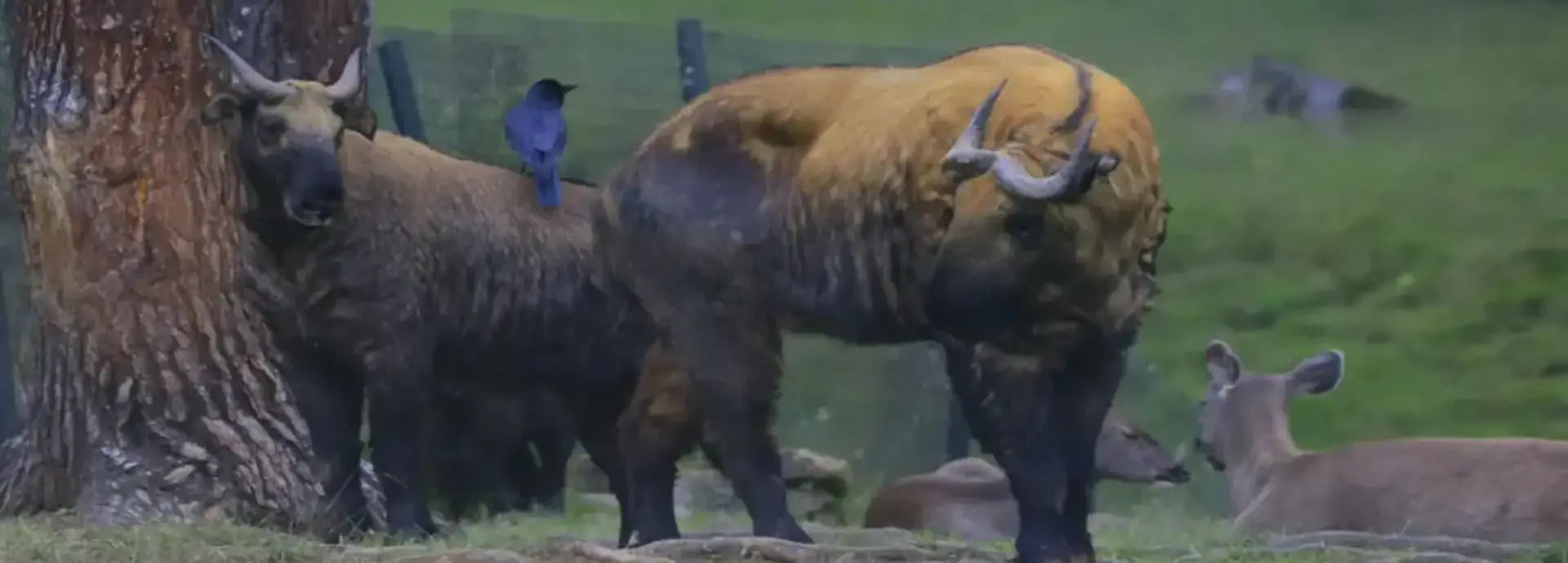 Takin-The National Animal of Bhutan