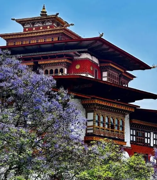 Photo of Punakha Dzong with Jacaranda Blooms