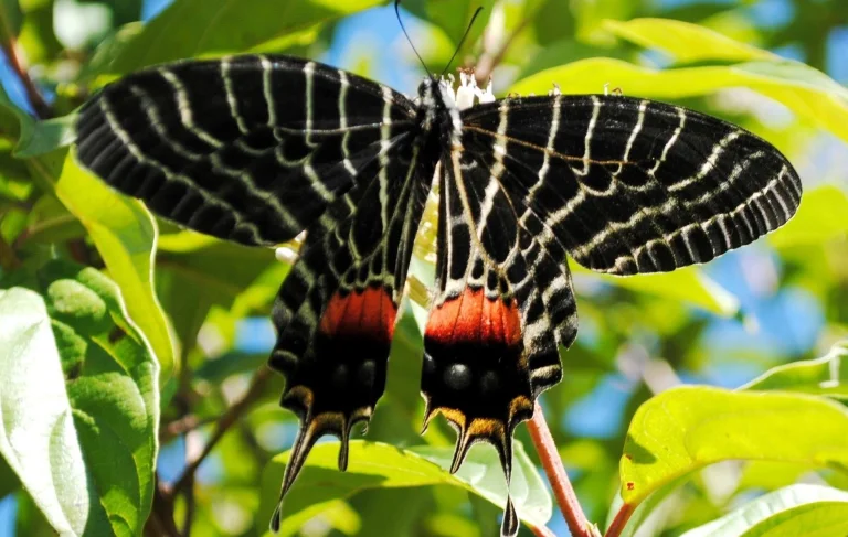 Bhutan’s National Butterfly: Ludlow’s Bhutan Glory