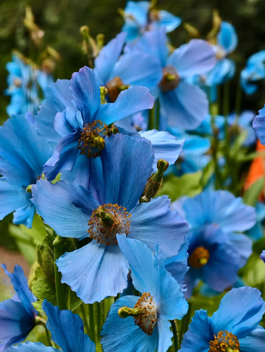 Bhutan's National Flower: The Himalayan Blue Poppy - blue poppy national flower of bhutan large