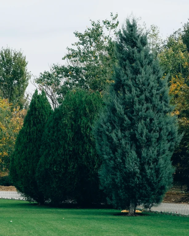 Bhutan’s National Tree: The Himalayan Cypress