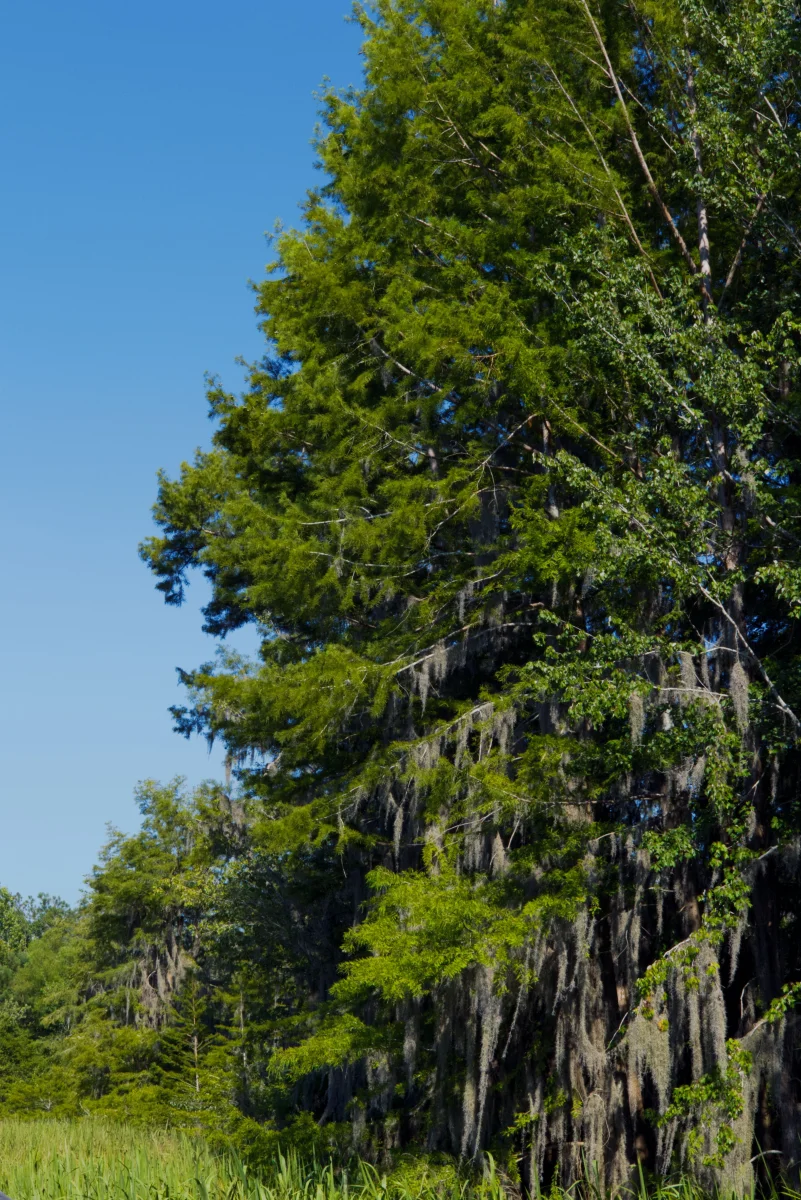 Bhutan’s National Tree: The Himalayan Cypress - himalayan cypress national tree of bhutan large