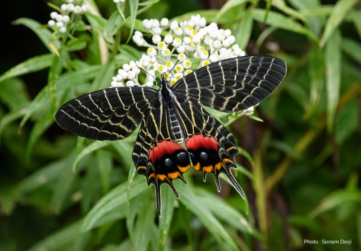 Bhutan’s National Butterfly: Ludlow’s Bhutan Glory - ludlows bhutan glory national butterfly of bhutan large