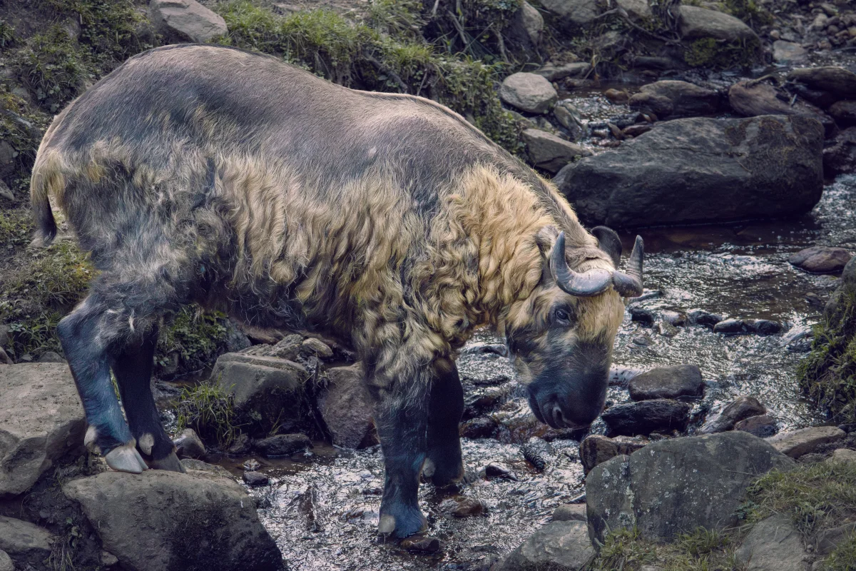 Bhutan's National Animal: The TAKIN - national animal of bhutan takin large