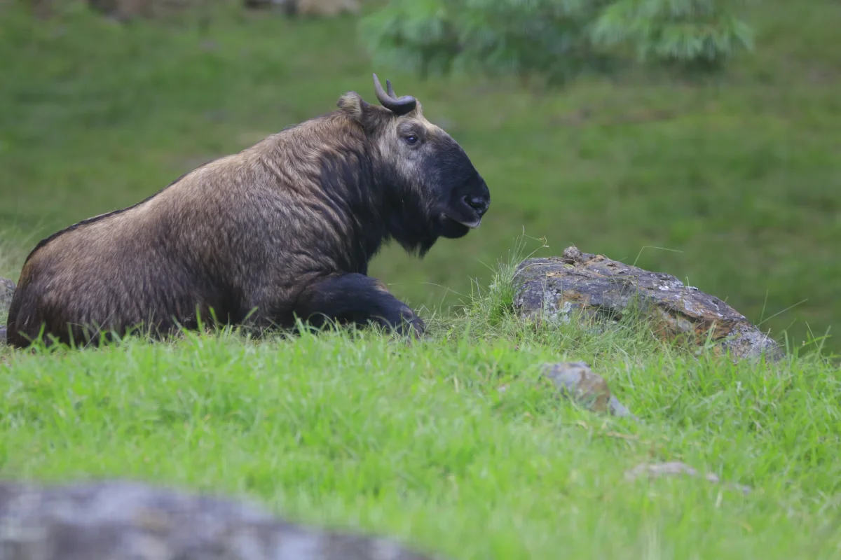 Takin-The National Animal of Bhutan
