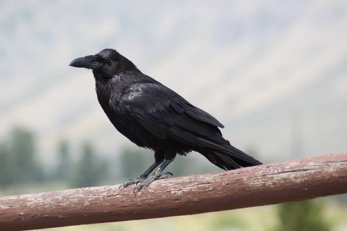 Bhutan’s National Bird: The Raven - Guardian Deity, Royal Crown & National Symbol - national bird of bhutan raven large