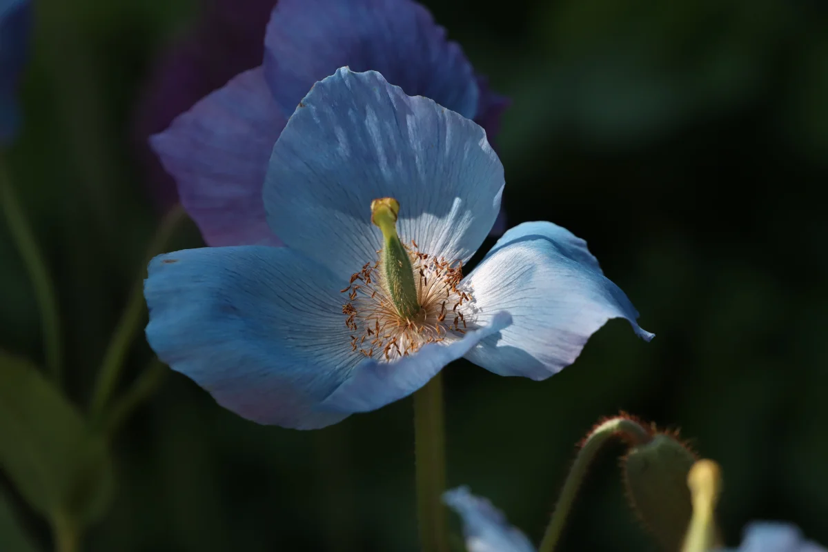 Bhutan's National Flower: The Himalayan Blue Poppy - national flower bhutan blue poppy large