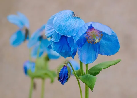 Bhutan's National Flower: The Himalayan Blue Poppy