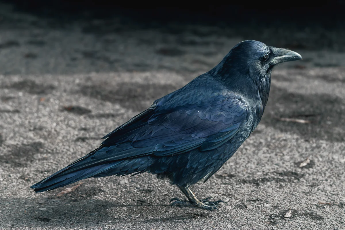 Bhutan’s National Bird: The Raven - Guardian Deity, Royal Crown & National Symbol - raven national bird of bhutan large