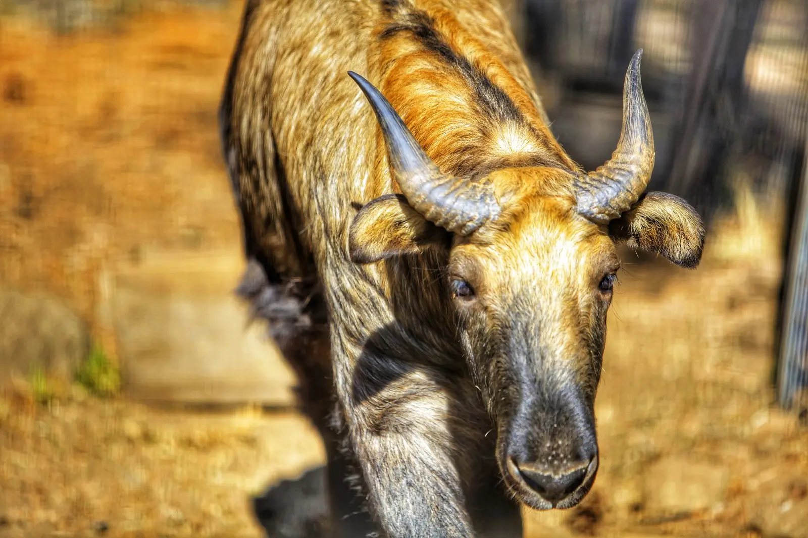 Bhutan Photography Tours: Capture the Magic of the Himalayas and Beyond - takin national animal bhutan