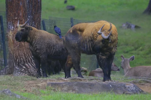 Bhutan's National Animal: The TAKIN